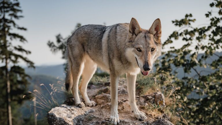 15 Things That Make Wolfdogs Totally Unique