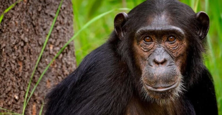15 Things Wild Chimps Can Teach Us Humans About Aging