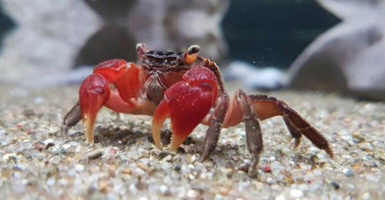 15 Top Aquarium Pets That Aren’t Fish