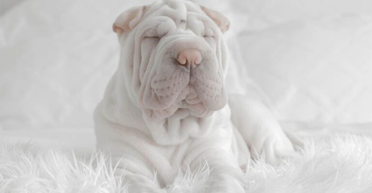 15 Unique Shar-Pei Colors That Might Surprise You