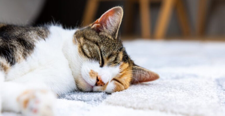 15 Ways To Make Life Less Stressful For Cats