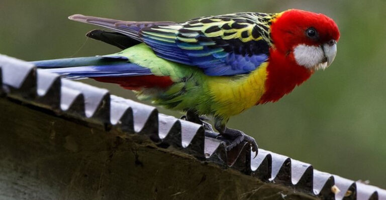 15 Wild Bird Species That Are Often Owned As Pets