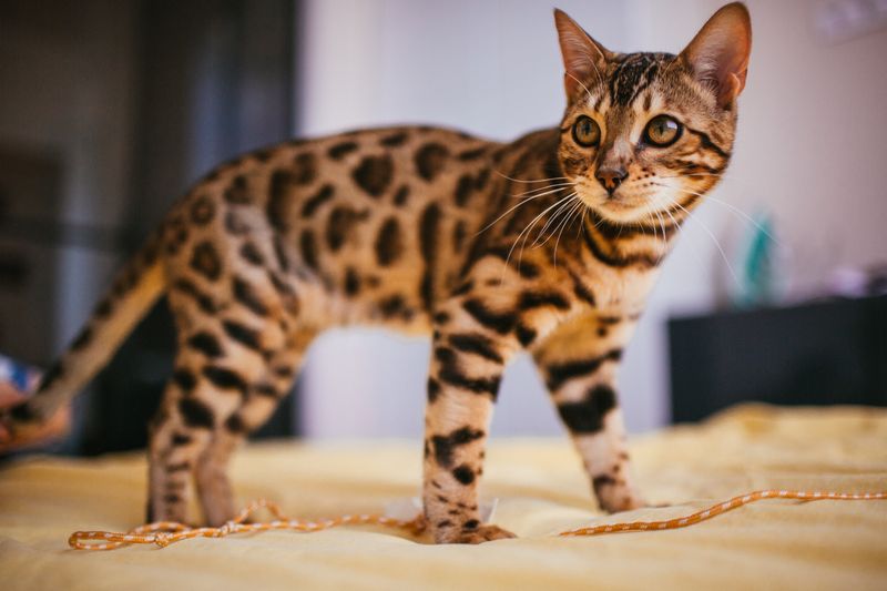 Leopard-like Spots