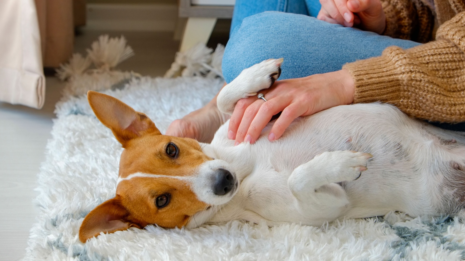 16 Bonding Tips Every Dog Owner Needs