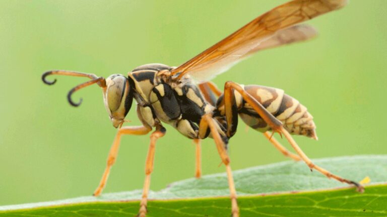 16 Dangerous Animals That Might Be Lurking In Your Backyard
