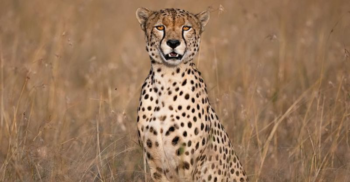 16 Distinctive Features That Make Cheetahs Unlike Any Other Big Cat