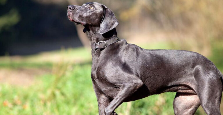 16 Dog Breeds That Don’t Need Frequent Baths