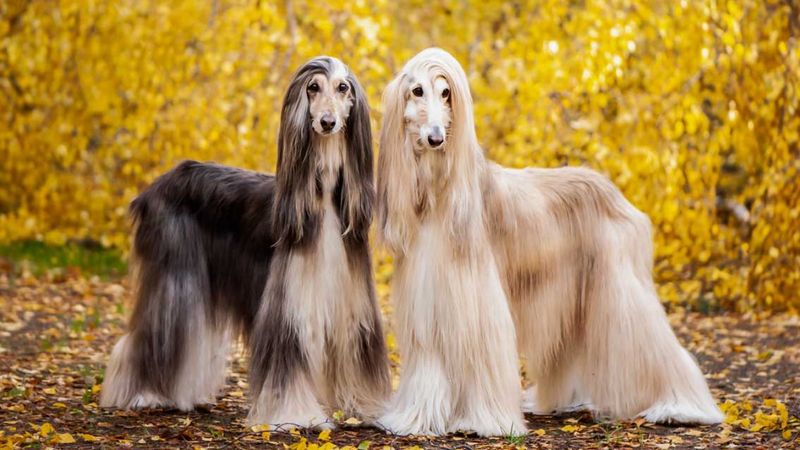 Afghan Hound