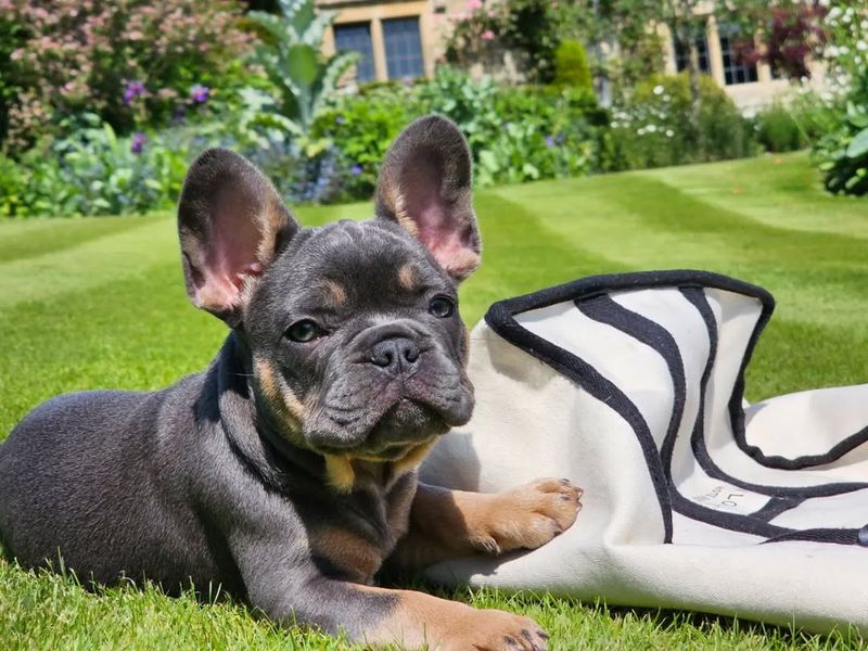 French Bulldog