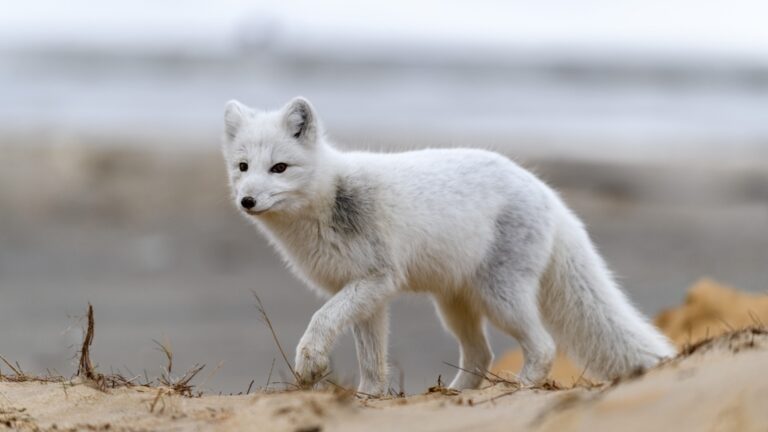 16 Fascinating Facts About The Arctic Fox