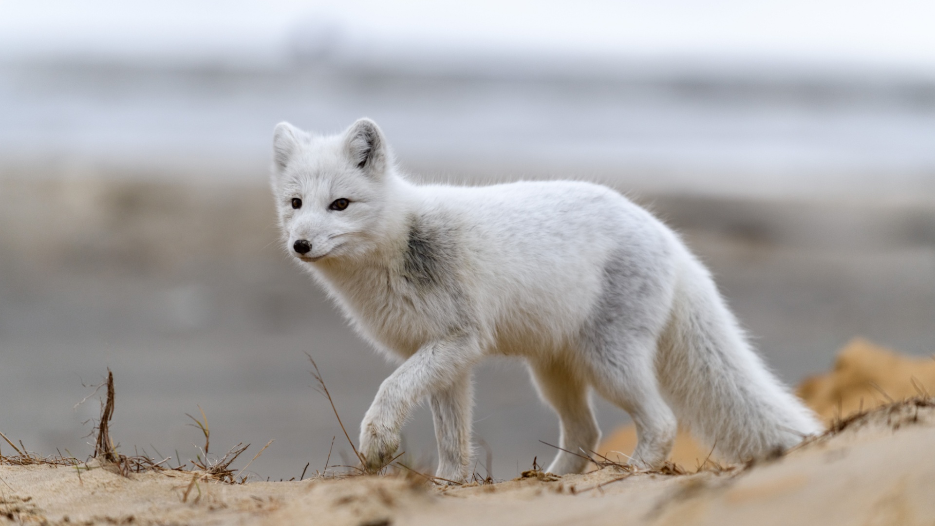 16 Fascinating Facts About The Arctic Fox