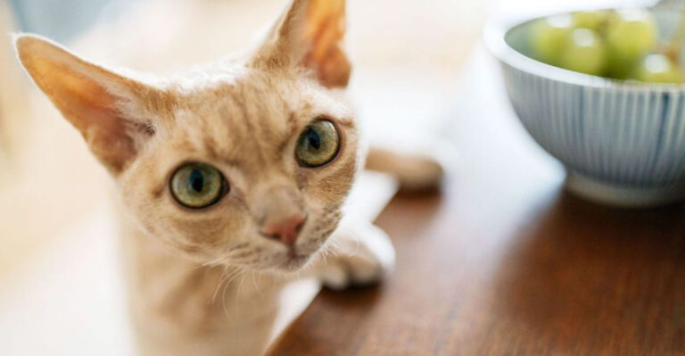 16 Foods You Should Never Feed Your Cat