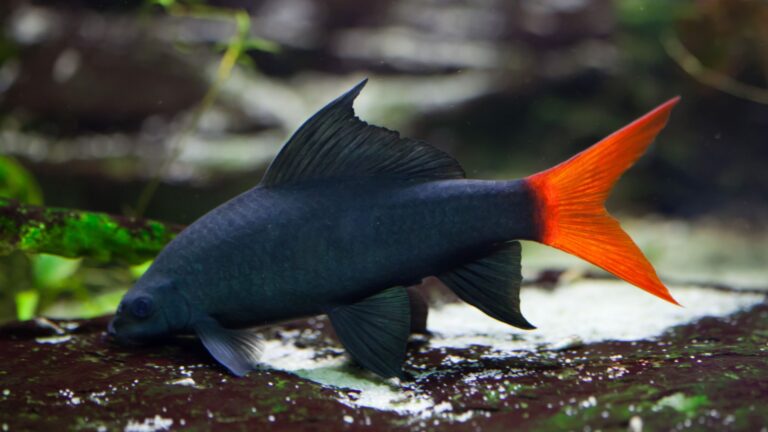 16 Hard-To-Find Exotic Tropical Fish You’ll Love