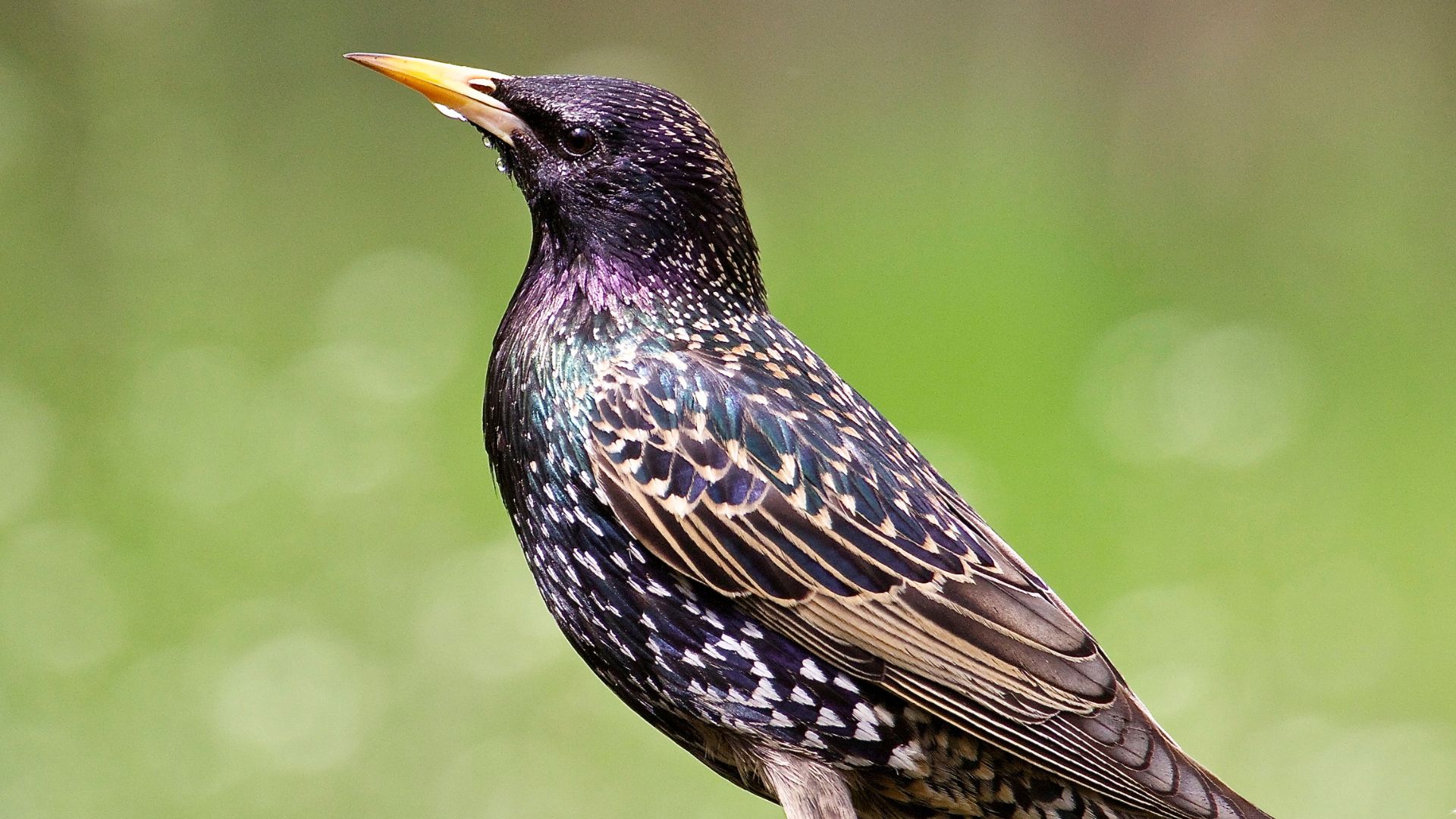16 Invasive Species Taking Over North America: What You Need To Know