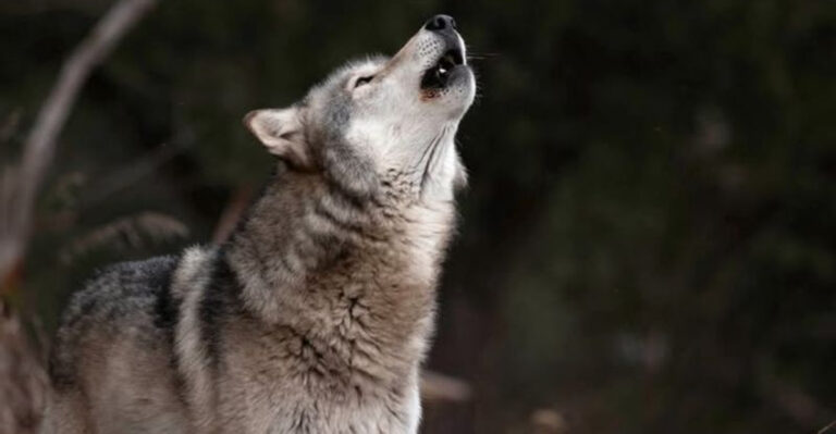 16 Misconceptions People Have About Wolves That Are Not True