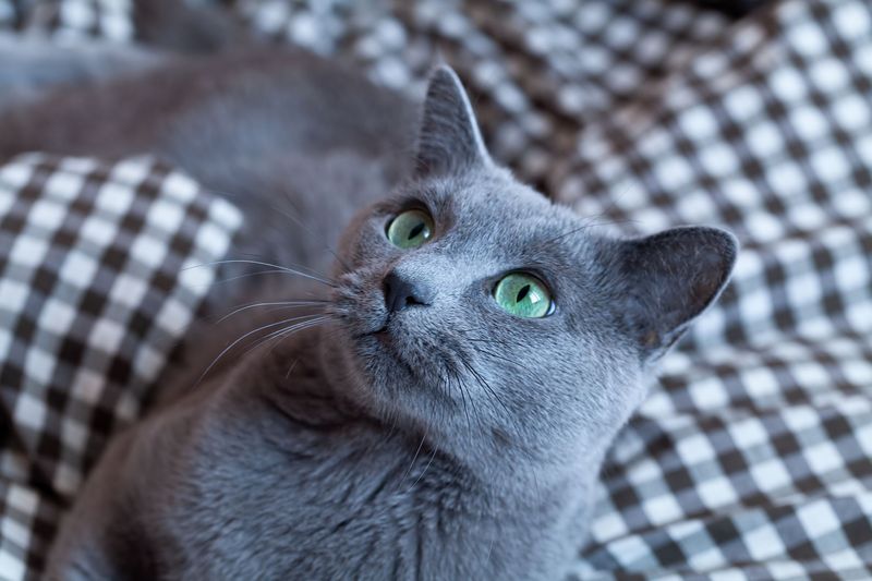 Russian Blue