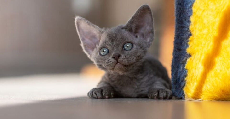 11 Gorgeous Grey Cat Breeds – Types Of Grey Cats – IYUVR