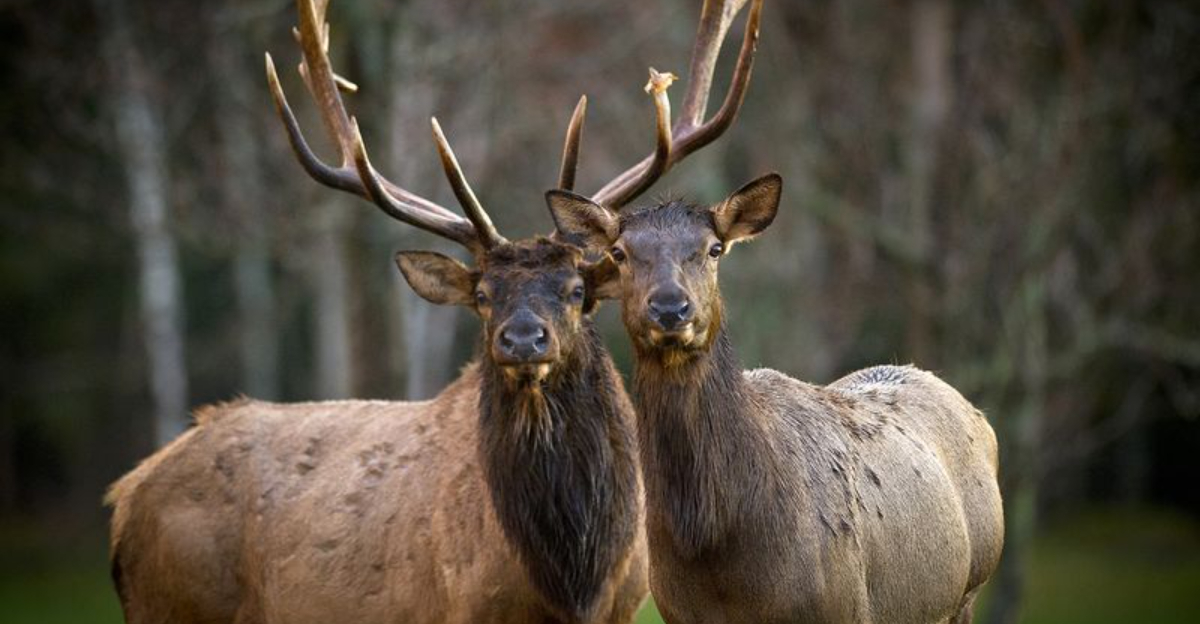 16 States Where You’re Most Likely To Spot An Elk In The Wild