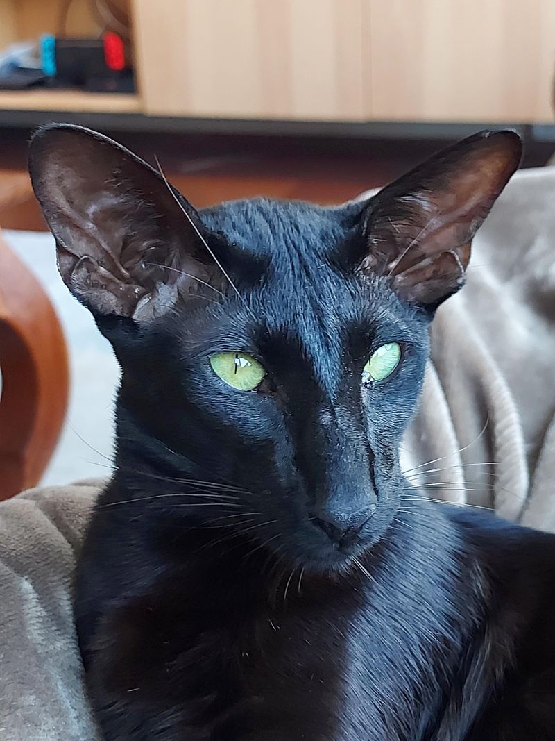 Oriental Shorthair