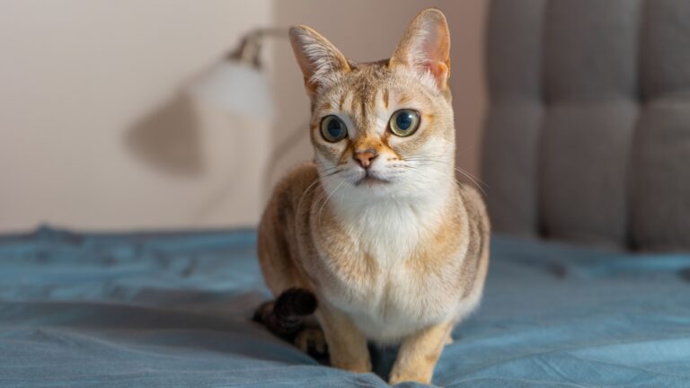 16 Stunning Cat Breeds That Are Hard To Find As Pets In The U.S