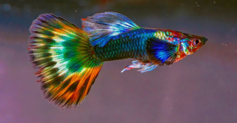16 Stunning Fish To Make Your Aquarium A Living Work Of Art