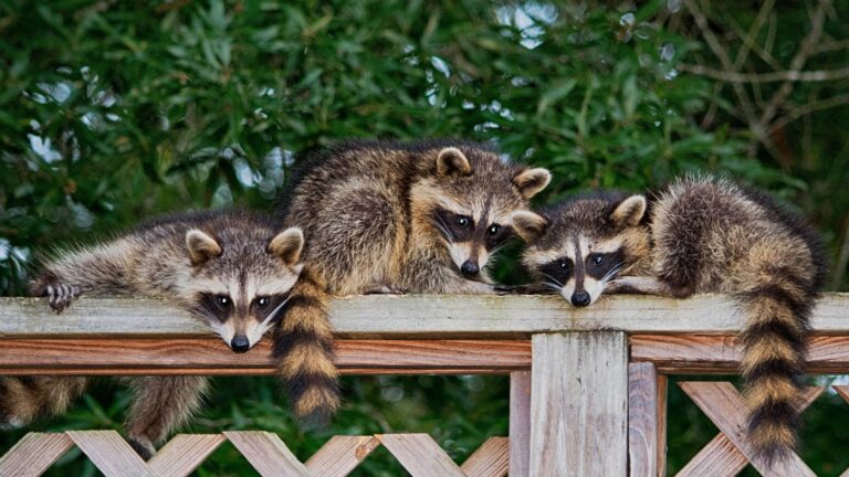 16 Unexpected Perks Of Having Raccoons In Your Yard