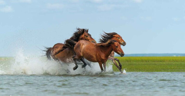 16 Ways Wild Mustangs Have Survived For Centuries In North America