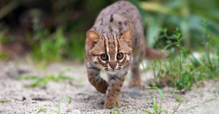 16 Wild Cat Species Fighting For Survival In Their Disappearing Habitats