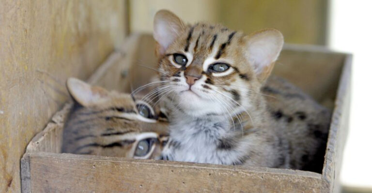 16 Wild Cat Species That Resemble Domestic Cats