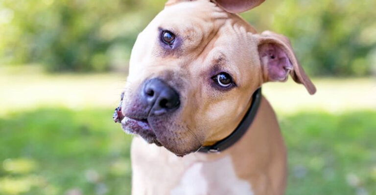 16 Common Dog Behaviors That Are Often Misunderstood By Owners
