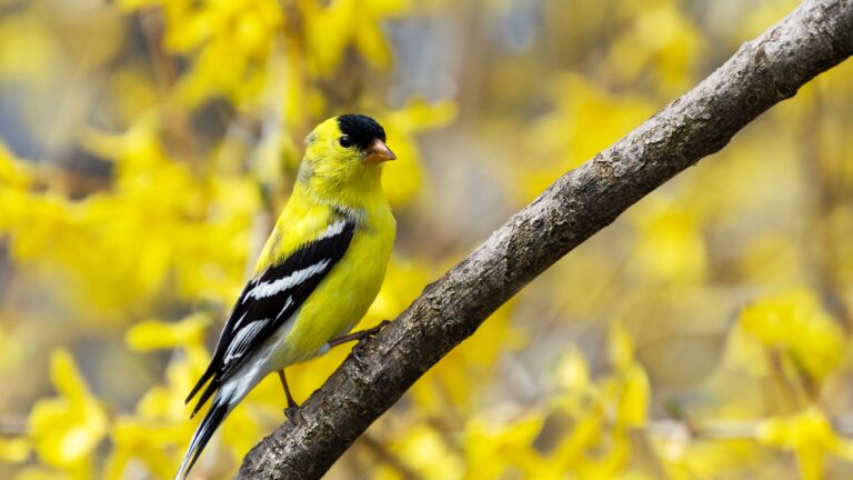 17 Beautiful Birds That Love Backyard Visits