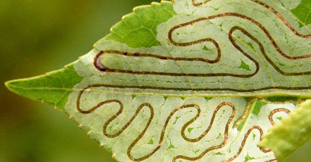 17 Brilliant Insect Builders And Their Masterpiece Structures