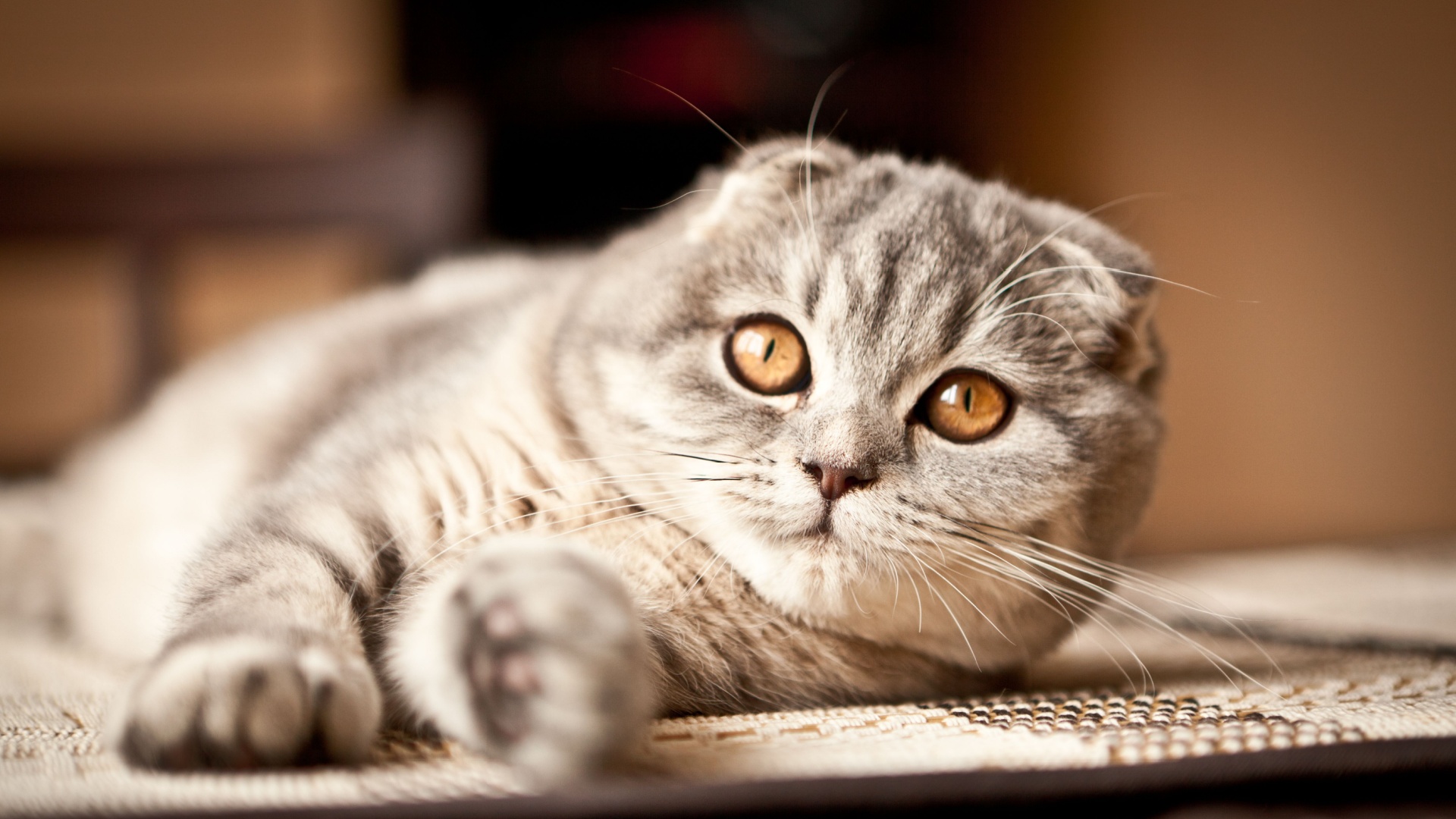 17 Cat Breeds That Prove Long Whiskers Are A True Beauty Trait