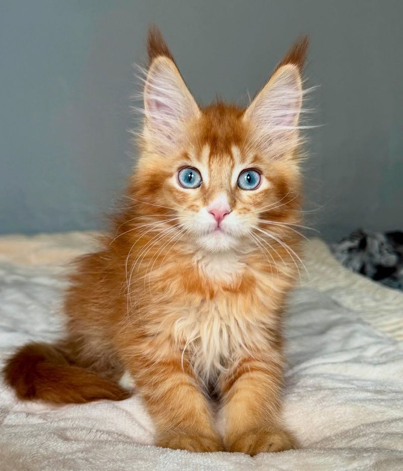 Maine Coon