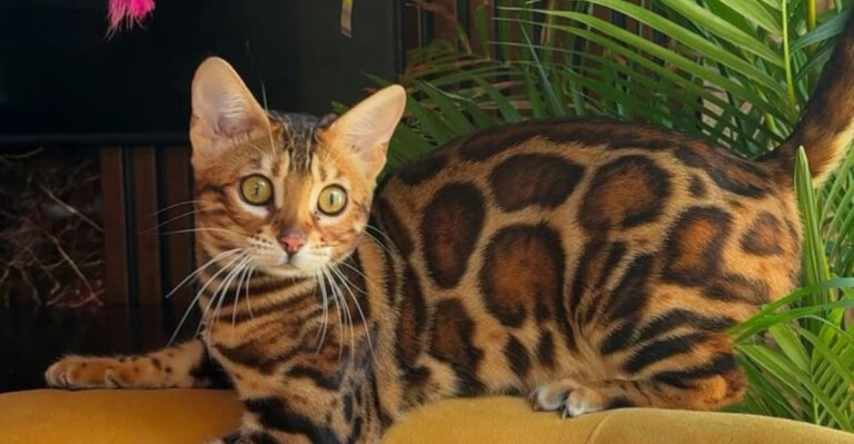 17 Cat Breeds Vets Wish People Would Stop Buying