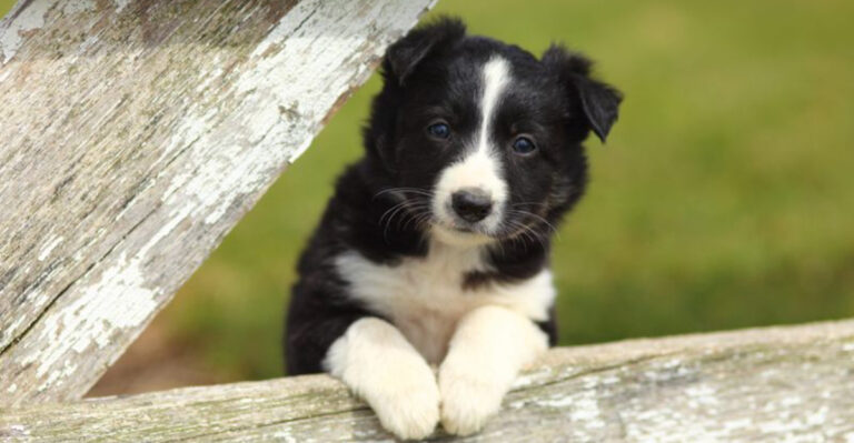17 Dog Breeds Known For Their Curiosity