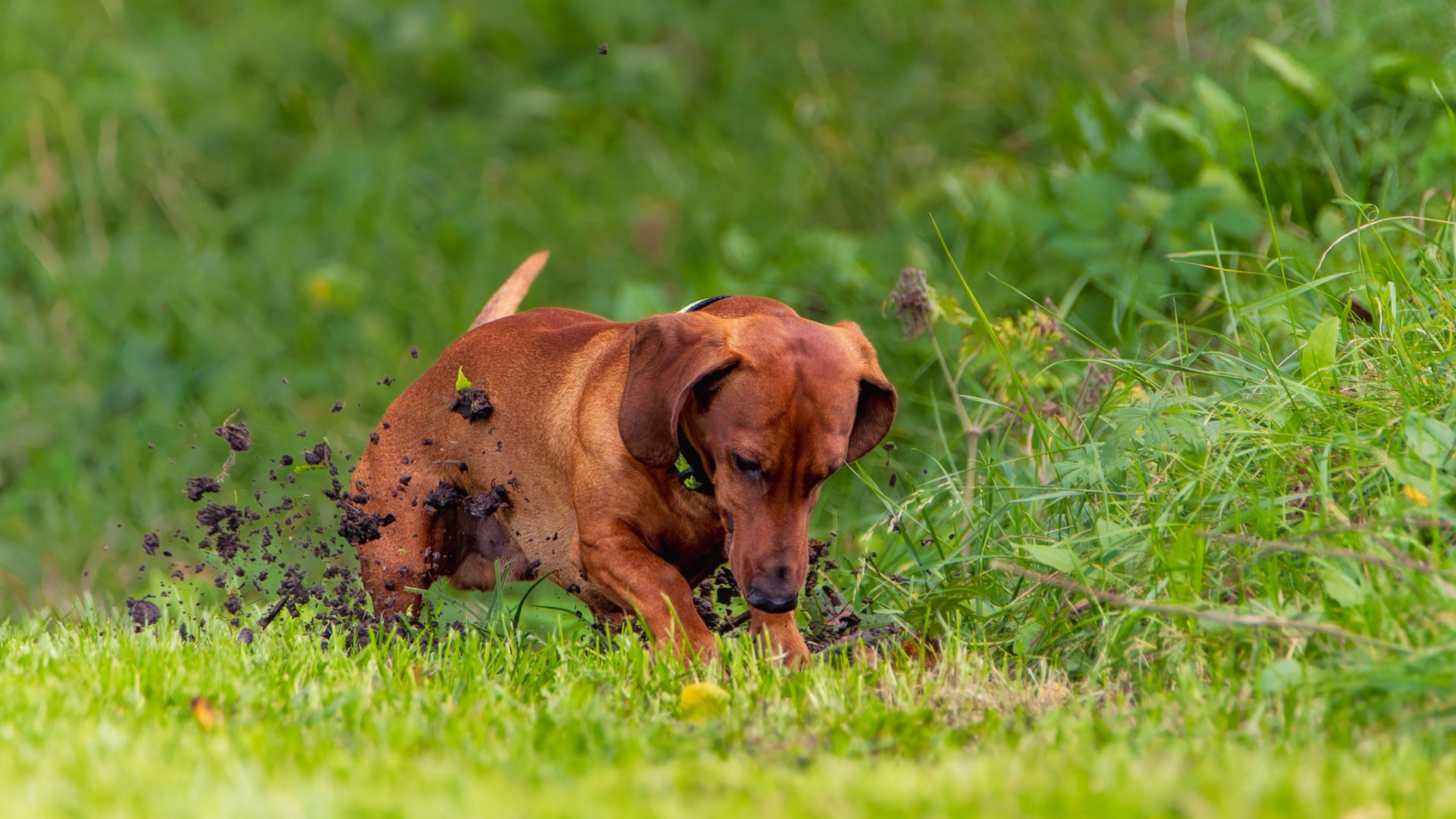 17 Dog Breeds That Just Can’t Resist Digging