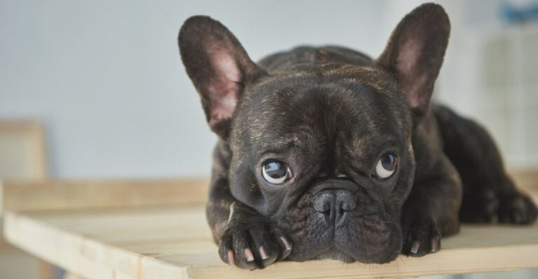 17 Dog Breeds That Struggle With Being Left On Their Own