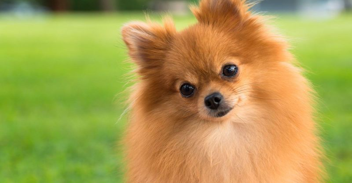 17 Dog Breeds With The Softest Fur