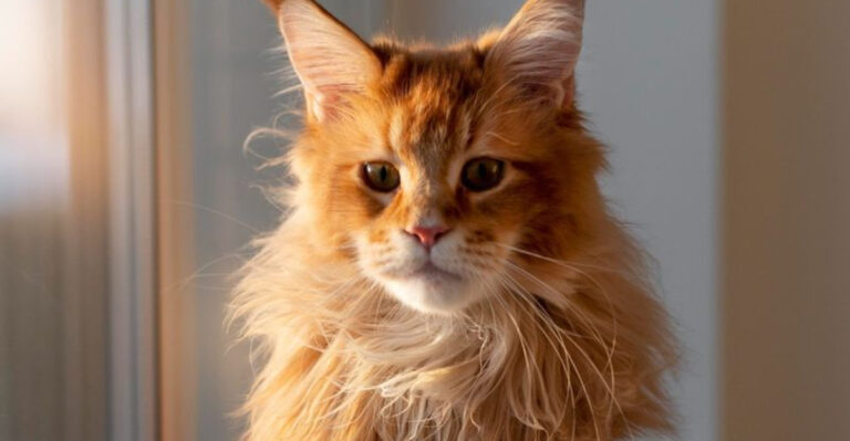 17 Interesting Things About Maine Coon Cats