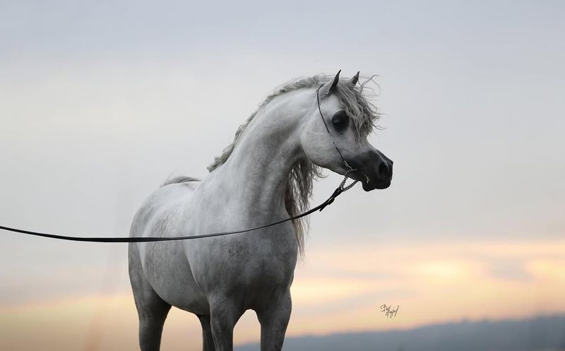 Arabian - The Timeless Beauty