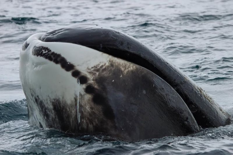 Bowhead Whale