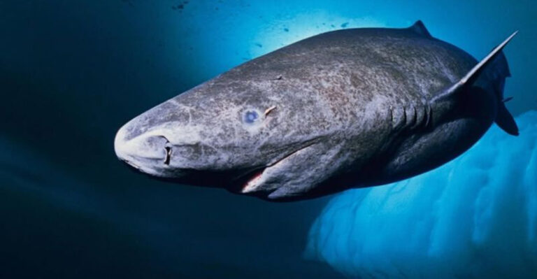 17 Oldest Living Animals On The Planet