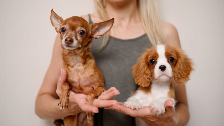 17 Perfect Pups For Indoor Living