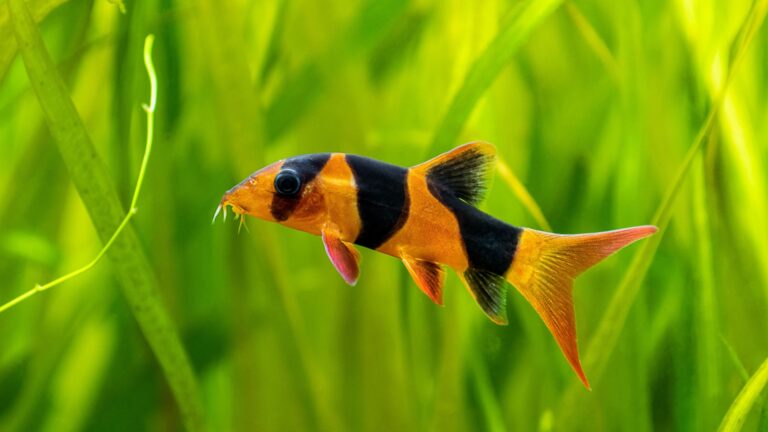 17 Popular Fish That Aren’t As Friendly As You Think