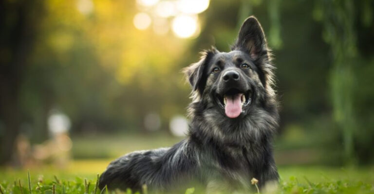17 Reasons Rescue Dogs Are The Best Dogs Ever