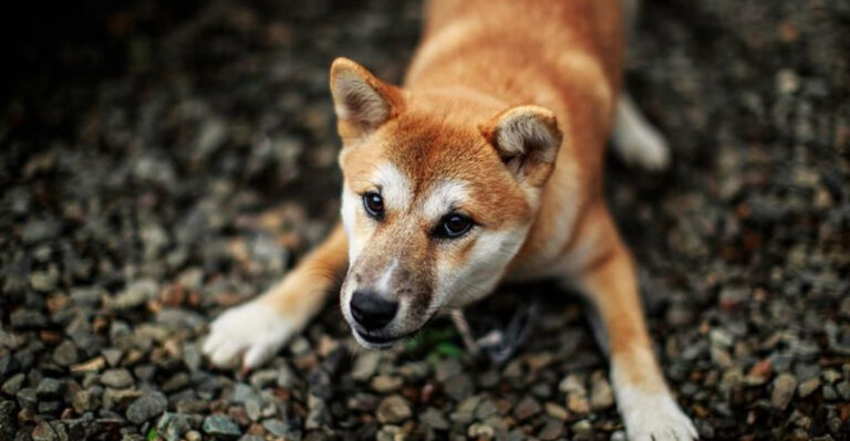 17 Signs Your Dog Understands More Than You Think