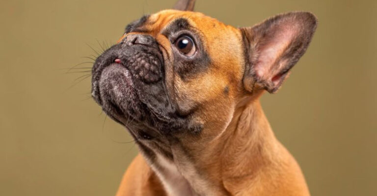 17 Small Dog Breeds That Fear Nothing And No One