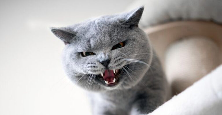 17 Things That Might Be Annoying Your Cat Without You Realizing