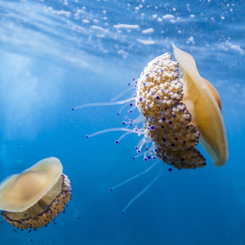 The Fried Egg Jellyfish